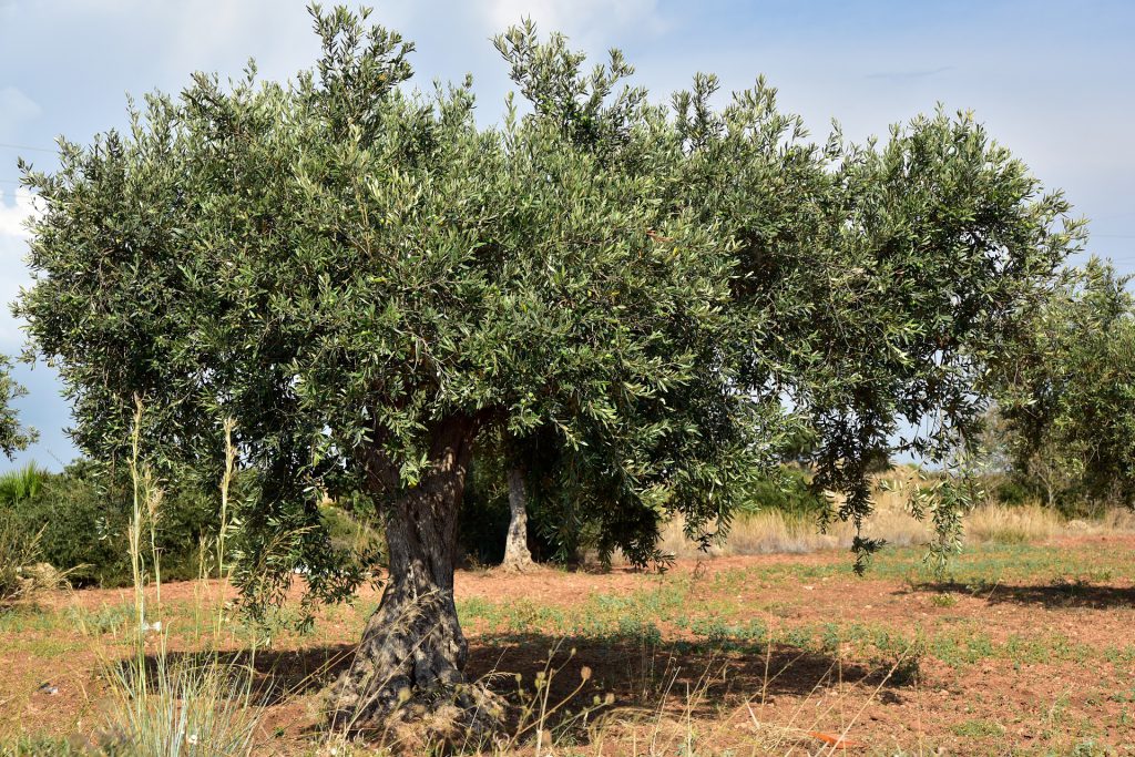 olive-tree-3662627_1920