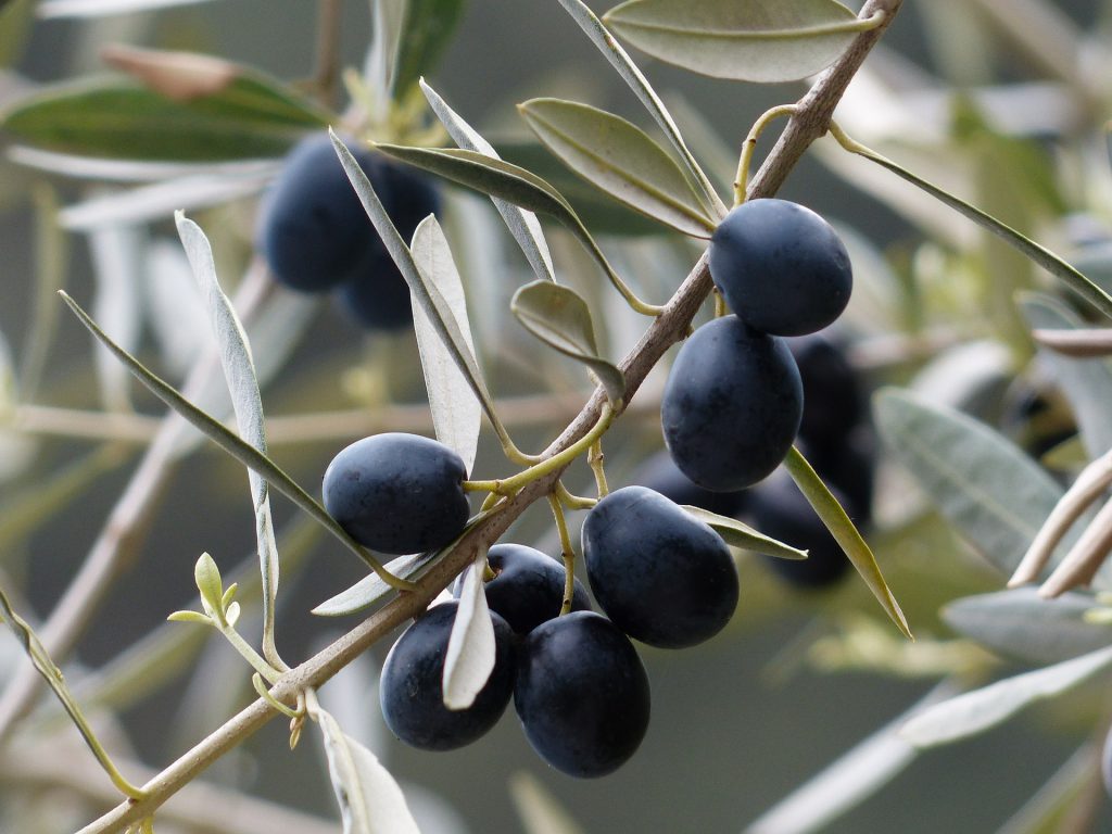 olives-357849_1920