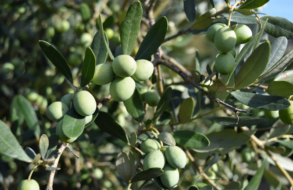olives-3728376_1920 (1)