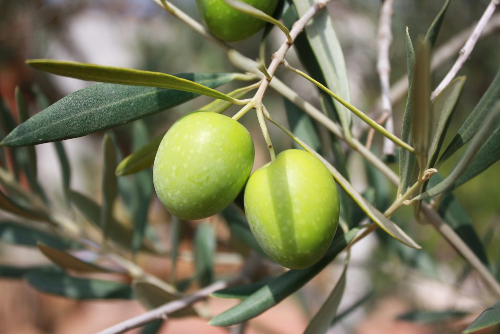 olives-473793_1920